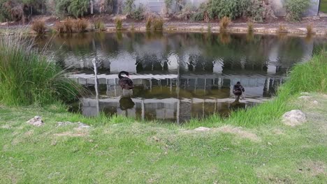 Dos-Cisnes-Negros-Acicalándose-Plumas-Al-Borde-Del-Agua,-Perth,-Australia