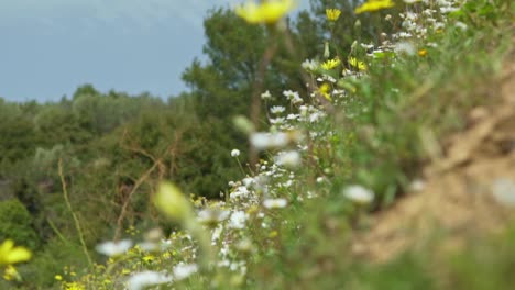 Close-up-on-white-and-yellow-daisies-blowing-in-the-wind-120fps,-pull-focus-from-foreground-to-background