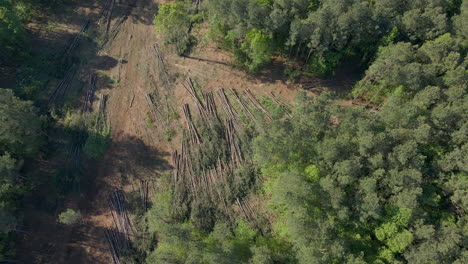 Aerial-of-tree-lumbering-or-deforestation,-with-trees-laying-down