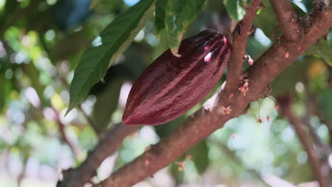 Nahaufnahme-Von-Reifen-Kakaofrüchten,-Die-Auf-Plantagenbäumen-Wachsen
