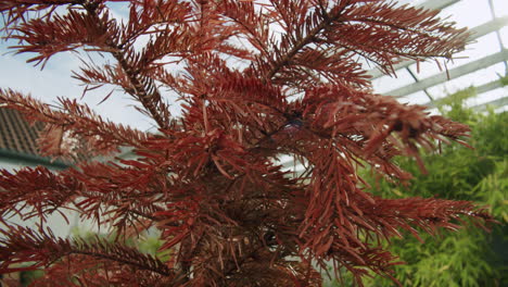 close-up-shot-of-a-dead-soft-wood-tree-standing-in-the-garden