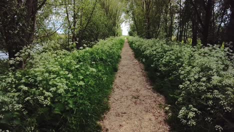 Forest-path-in-the-spring-with-flowering-cow-parsley-on-the-left-and-right