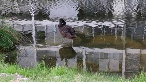Single-Black-Swan-Preening-Feathers-At-Waters-Edge---Perth-Australia