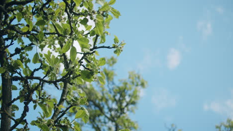 Shooting-upwards-into-the-sky-through-an-old-apple-tree