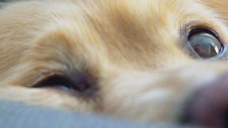 Close-up-shot-on-dog's-face