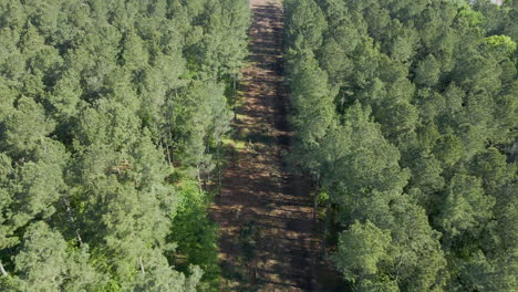 Drohne-Von-Baumfällung-Oder-Entwaldung