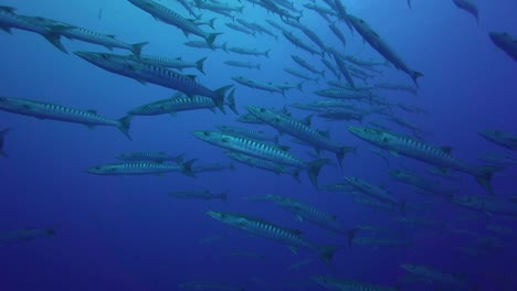 Big-school-of-Barracudas-getting-close-in-clear-blue-water-of-the-pacific-ocean-shot-against-the-light-and-the-ocean-surface