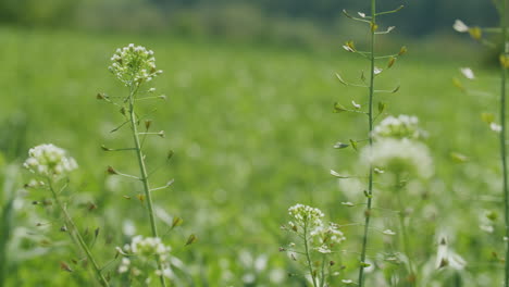 Close-up-shot-of-typical-field-herbs-moving-in-the-wind