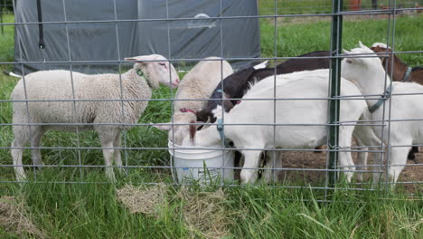 Static-close-up-of-young-sheep-and-goats-pushing-to-drink-from-5-gallon-bucket