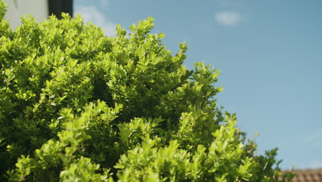 Medium-close-up-shot-of-a-boxwood-bush-growing-in-a-garden