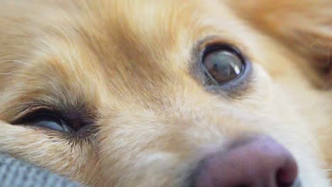 Close-up-shot-on-dog's-face