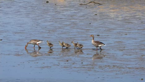 Two-adult-greylag-geese-with-5-young-ones-walk-in-a-row-after-each-other