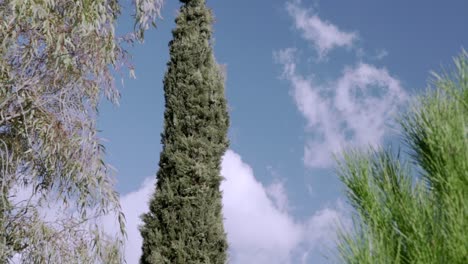 Tilt-up-shot-of-tall-cypress-tree,-blue-cloudy-sky-in-the-background