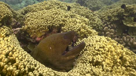 Giant-moray-eel-is-getting-cleaned-by-a-cleaner-wrasse-on-a-tropical-coral-reef