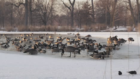 Static-slomo-shot-of-Canadian-geese-gathered-on-frozen-lake-in-winter-afternoon