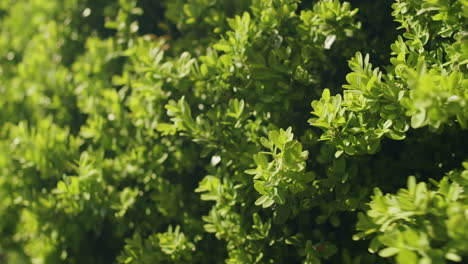 Detailed-shot-of-boxwood-leafs-moving-in-the-wind
