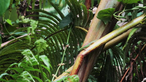 Close-up-shot-of-green-gecko-yawning-in-wild-jungle-of-Hawaii-during-summer