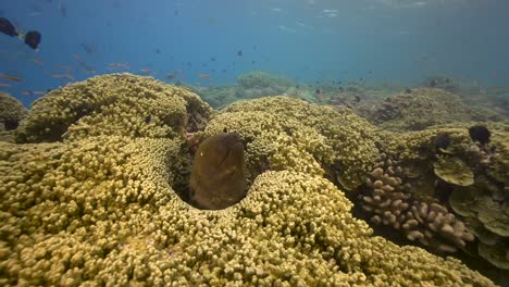 Riesenmuräne-Wird-Von-Einem-Saubereren-Lippfisch-An-Einem-Tropischen-Korallenriff-Gesäubert