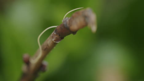Static-macro-shot-of-nematode-climbing-on-a-small-brown-branch