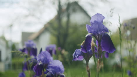 Primer-Plano-De-Flores-De-Lirio-Azul-Ligeramente-Cortadas-Que-Crecen-En-Un-Típico-Jardín-Alemán