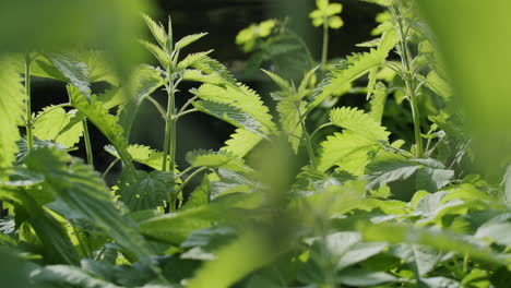 Medium-close-up-shot-of-nettle-plants-growing-in-a-quiet-place-in-a-garden