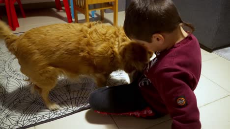 Cute-caucasian-boy-playing-with-his-pet-dog-,-Kokoni-greek-breed-at-home-4K-30fps