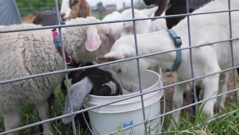 Small-flock-of-young-goats-and-lambs-on-farm-drinking-from-bucket-in-pasture