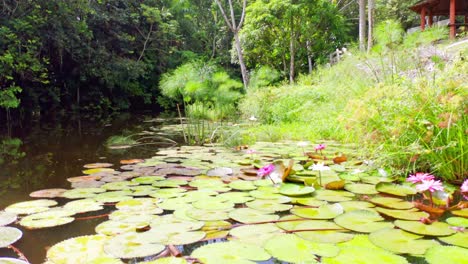Low-angle-flight-over-natural-lake-covered-with-many-tropical-waterlilies-in-nature