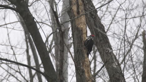 Slomo-handheld-shot-of-pileated-woodpecker-drilling-into-tree