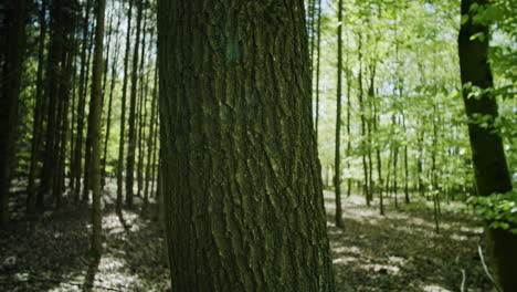 Parallaxenaufnahme-Eines-Baumes-In-Einem-Wunderschönen-Wald