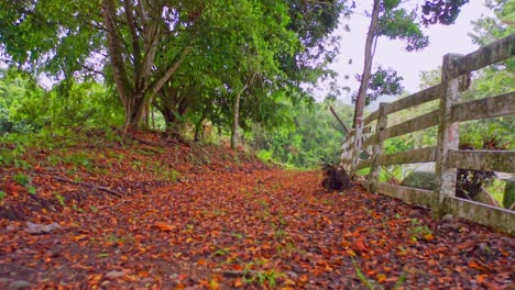 First-person-view-walking-along-path-in-woods-with-foliage-and-wooden-fence,-Jarabacoa
