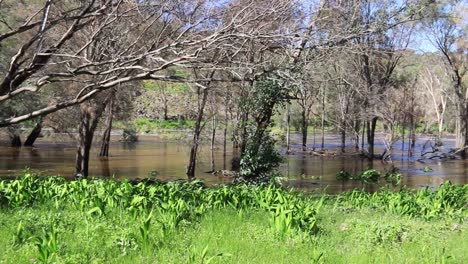 Flooded-Swan-River-At-Bells-Rapids-Park,-Perth---Pan-Right-Shot