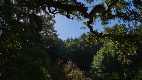 Sonnenlicht,-Das-Hinter-Baumkronen-Im-Waldpark-In-Point-Reyes-National-Seashore,-Kalifornien,-USA,-Späht