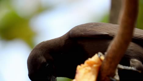 Close-up-of-a-Chopi-Blackbird-feeding-while-perched-in-the-treetops