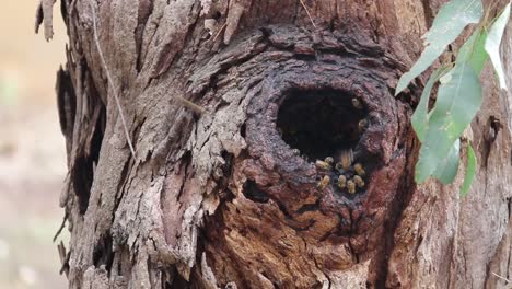 Bienenschwarm-Fliegt-In-Nest-In-Baumhöhle---Australien