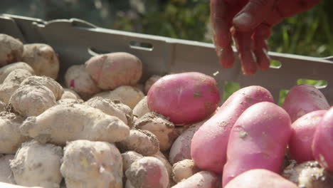 SLOW-MOTION,-different-varieties-of-potato-are-added-to-the-crate
