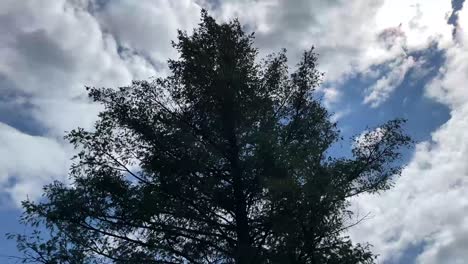 Lapso-De-Tiempo-Con-árboles-Y-Nubes-En-Movimiento