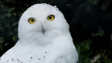 Close-up-of-a-curious-snowy-owl-looking-into-the-camera-lens,-also-known-as-the-arctic-owl,-white-owl-and-arctic-owl