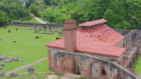 Herde-Von-Rindern,-Die-In-Der-Nigua-Zuckermühle-In-San-Gregorio-De-Nigua,-Dominikanische-Republik,-Weiden