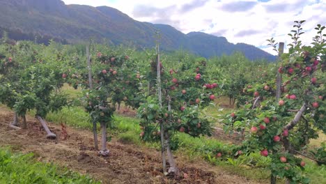 Old-farmer-driving-his-tractor-behind-rows-of-apple-trees-in-Hardanger-Norway--Harvest-season-with-red-ripe-apples---Handheld-static