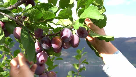 Female-hands-lifting-branch-of-fruit-tree-to-present-beautiful-tasty-ripe-plums-at-farm-in-Hardanger-Norway---Static-closeup-of-hands-in-strong-sunlight---Shallow-focus