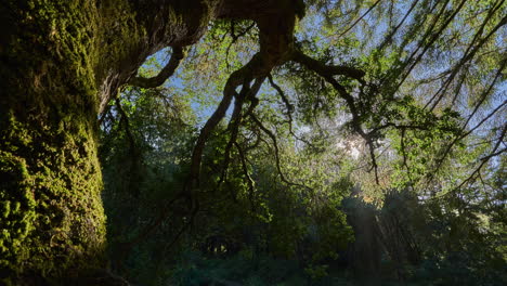 Sunlight-Through-Tree-Foliage-During-Sunset-In-Protected-Wilderness-Of-Point-Reyes-National-Seashore-In-Northern-California