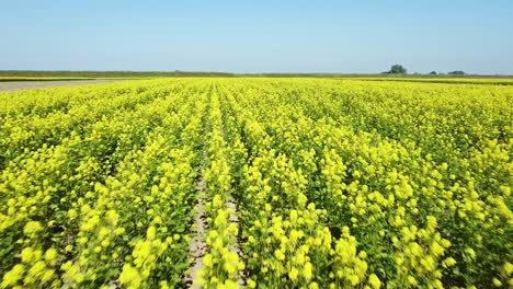 Flying-a-drone-just-above-a-field-of-rapeseed