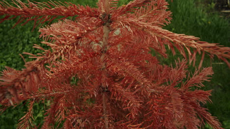 Close-up-shot-of-an-old-dead-Christmas-tree-standing-in-the-garden
