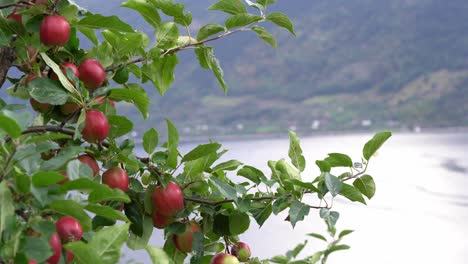Muchas-Manzanas-Rojas-Dulces-Colgando-De-La-Rama-Antes-De-La-Cosecha---Hojas-Moviéndose-Suavemente-En-El-Viento---Estática-Con-Un-Fondo-Borroso-Del-Paisaje-Del-Fiordo---Hardanger-Noruega