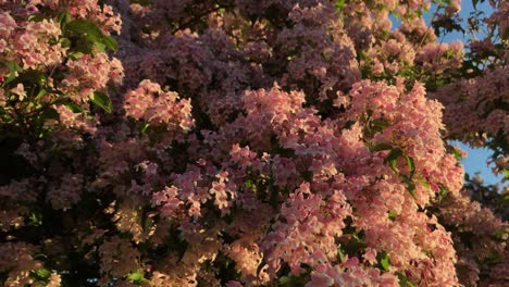 Wide-shot-of-a-tree-blooming-with-pink-blooms-on-a-sunny-spring-evening