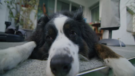 Handheld-shot-of-dog-laying-on-the-porch-and-looking-very-tired