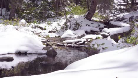 Tranquilo-Arroyo-De-Invierno-En-Un-Bosque-Nevado
