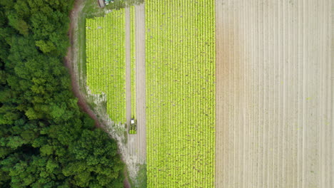 Downward-angle-drone-shot-of-tobacco-being-harvested-with-tractors-working-in-the-field
