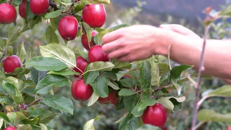 Beautiful-red-organic-apples-hanging-on-branch---Male-hands-inspecting-fruit-hanging-on-tree---Static-closeup-with-shallow-focus-and-blurred-background---Hardanger-Norway